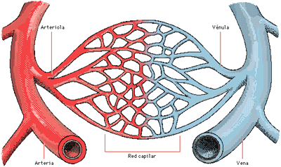 Red capilar