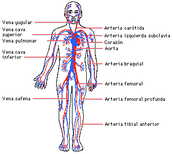 Elementos del Sistema Circulatorio