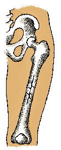 Articulacin de la cadera y femur
