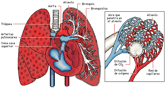 Seccin del pulmn