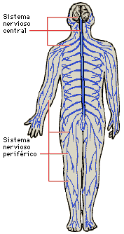 Esquema del Sistema Nervioso