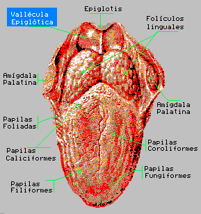 vallecullepiglo1.gif (16152 bytes)