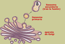 formacion lisosomas