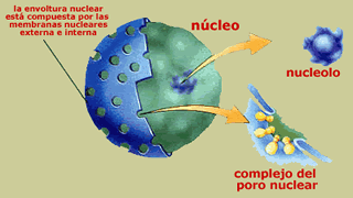 cubierta nuclear