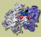 ribosoma