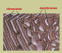 grupo ribosómico