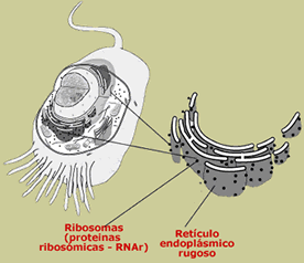 complejo ribosomas-RER