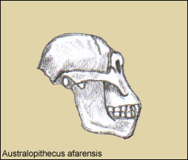 Cráneo de Autralopitthecus afarensis