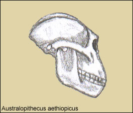 Cráneo de Australopithecus aethiopicus