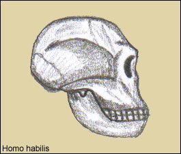 Cráneo de Homo habilis