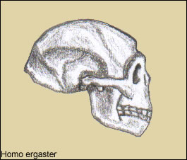 Cráneo de Homo ergaster