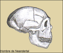 Cráneo del Hombre de Neandertal