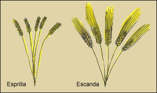 Variedades silvestres del trigo: Izquierda, la esprilla; derecha, la escanda