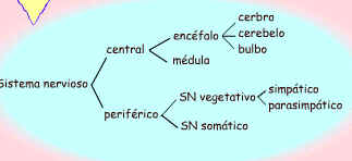 Imagen de un esquema de rayas segn se describe en el texto.
